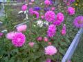  China aster